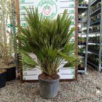 Palmička nízka (Chamaerops Humilis) - výška kmeňa 10-20 cm, celková výška 60-80 cm, kont. C15L  (-14°C) - 3 až 5 paliem v jednom kvetináči